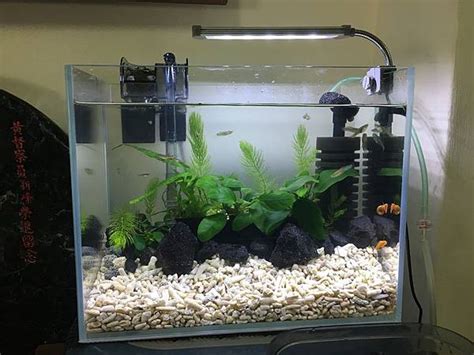 魚缸不養魚可以養什麼|養魚新手入門：水族箱設缸完全教學！